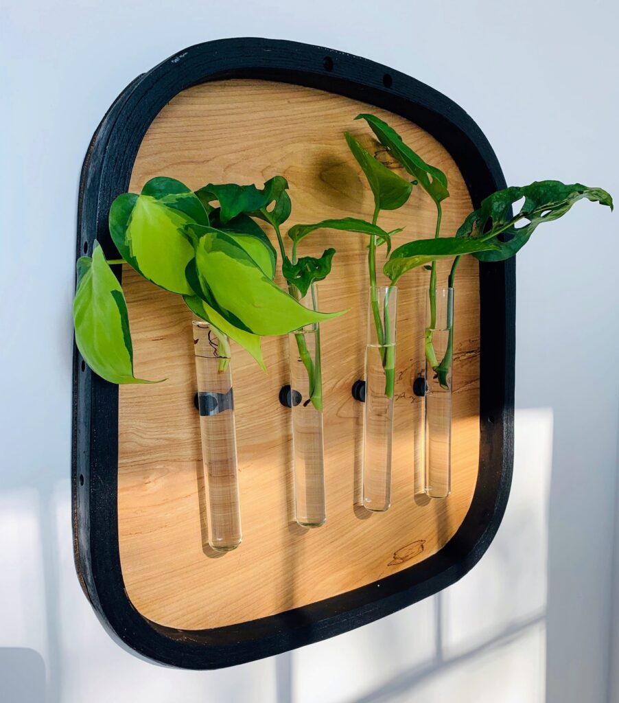 wall propagation station with cuttings in small glass bottles