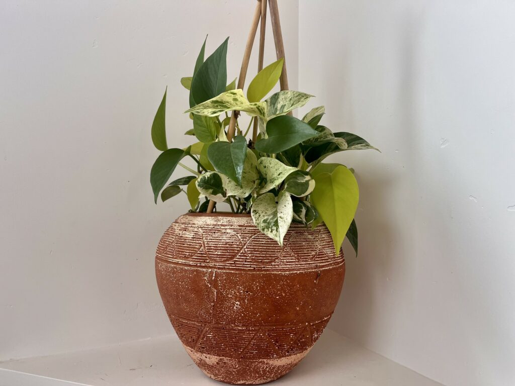 pothos varieties growing together in clay pot