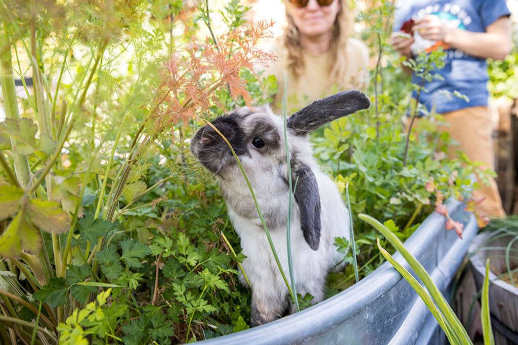 Rabbit in a garden, gardening for pets.