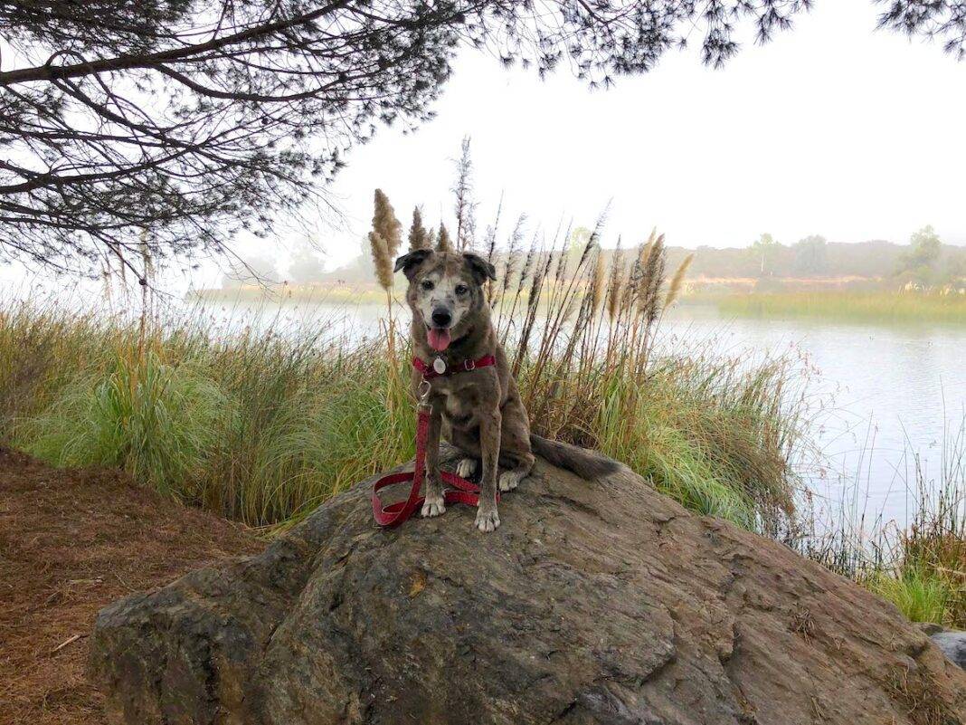 Karlie at Lake Miramar. — Photo by Andie LaComb