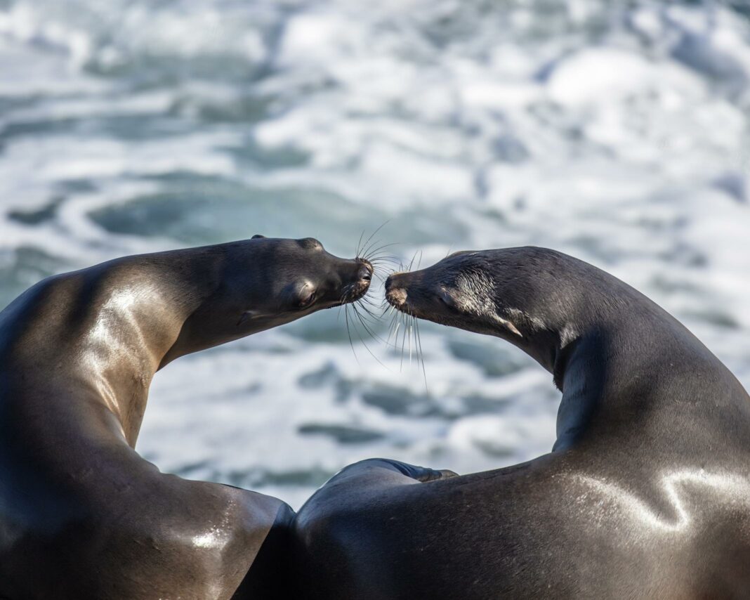 Two Sea Lions nose to nose