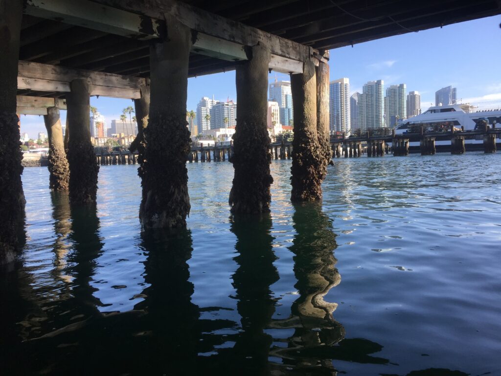  under pier seaweed research plot with city in background