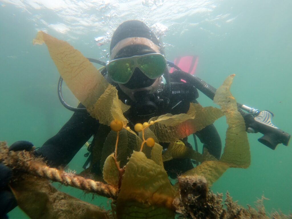 diver with kelp underwater