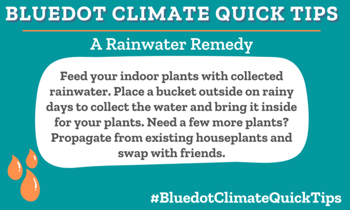 Climate Quick Tip: A Rainwater Remedy Feed your indoor plants with collected rainwater. Place a bucket outside on rainy days to collect the water and bring it inside for your plants. Need a few more plants? Propagate from existing houseplants and swap with friends. Place a bucket outside on rainy days to collect rainwater and bring it inside to water your new and matured plants.