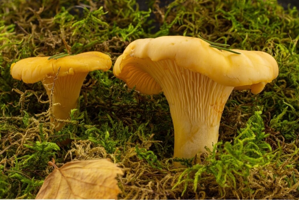 close up of pair of golden chanterelles in moss